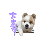 蘭丸さん（個別スタンプ：10）