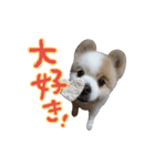 蘭丸さん（個別スタンプ：11）