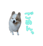蘭丸さん（個別スタンプ：12）