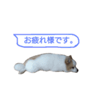 蘭丸さん（個別スタンプ：13）