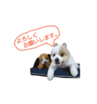 蘭丸さん（個別スタンプ：16）
