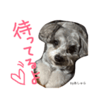 蓮見家のアイドルあしゅら（個別スタンプ：4）