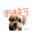 蓮見家のアイドルあしゅら（個別スタンプ：7）