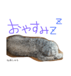 蓮見家のアイドルあしゅら（個別スタンプ：14）