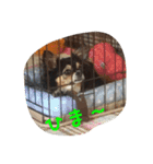 チワワのメリーちゃん スタンプ（個別スタンプ：27）