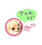 9匹の犬たち（個別スタンプ：27）