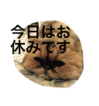仕事でも多分使える。レオ＆ゆうた（個別スタンプ：7）