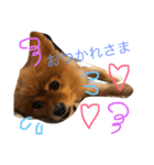 うちのわんちゃん。（個別スタンプ：9）