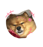 うちのわんちゃん。（個別スタンプ：13）