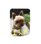 まみとヨーキーの日常会話（個別スタンプ：2）