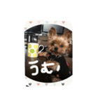 まみとヨーキーの日常会話（個別スタンプ：13）
