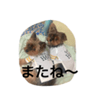 まみとヨーキーの日常会話（個別スタンプ：16）