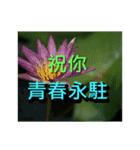 Flower images_6（個別スタンプ：24）