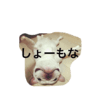 フレブルのフレ2やで！（個別スタンプ：27）