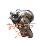 トイプードルと極小チワワ（個別スタンプ：5）