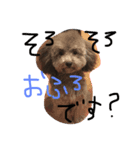 トイプードルと極小チワワ（個別スタンプ：8）