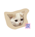 アイドルねこ『ぽぽちゃん』♪（個別スタンプ：2）