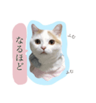 アイドルねこ『ぽぽちゃん』♪（個別スタンプ：6）