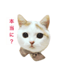 アイドルねこ『ぽぽちゃん』（個別スタンプ：2）