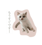 アイドルねこ『ぽぽちゃん』（個別スタンプ：8）