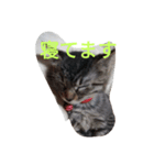 Neko no Mirin（個別スタンプ：2）