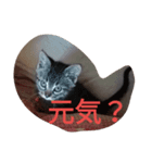 Neko no Mirin（個別スタンプ：3）