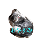 Neko no Mirin（個別スタンプ：4）