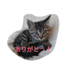 Neko no Mirin（個別スタンプ：6）