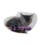 Neko no Mirin（個別スタンプ：7）