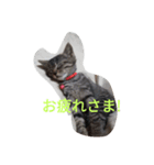 Neko no Mirin（個別スタンプ：8）