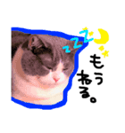 結構使える猫スタンプ（個別スタンプ：3）