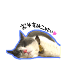 結構使える猫スタンプ（個別スタンプ：6）