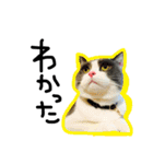 結構使える猫スタンプ（個別スタンプ：7）