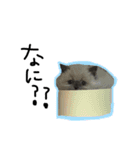 結構使える猫スタンプ（個別スタンプ：14）