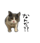 結構使える猫スタンプ（個別スタンプ：16）