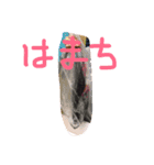 ハマチスタンプ（個別スタンプ：7）