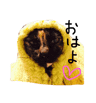 にやんこわんこ（個別スタンプ：5）