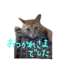 にやんこわんこ（個別スタンプ：8）