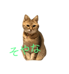 N E K O stamps（個別スタンプ：6）