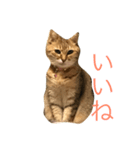 N E K O stamps（個別スタンプ：8）