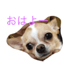 mametaroro（個別スタンプ：1）