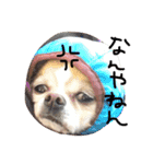 mametaroro（個別スタンプ：2）