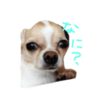 mametaroro（個別スタンプ：6）