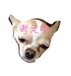 mametaroro（個別スタンプ：7）