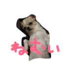 mametaroro（個別スタンプ：9）