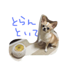 mametaroro（個別スタンプ：10）