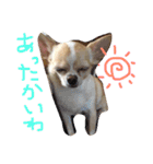 mametaroro（個別スタンプ：13）