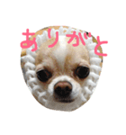 mametaroro（個別スタンプ：17）