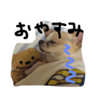 mametaroro（個別スタンプ：21）
