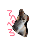 mametaroro（個別スタンプ：22）